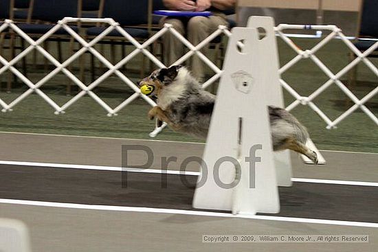 Dawg Derby Flyball Tournement<br />July 11, 2009<br />Classic Center<br />Athens, Ga