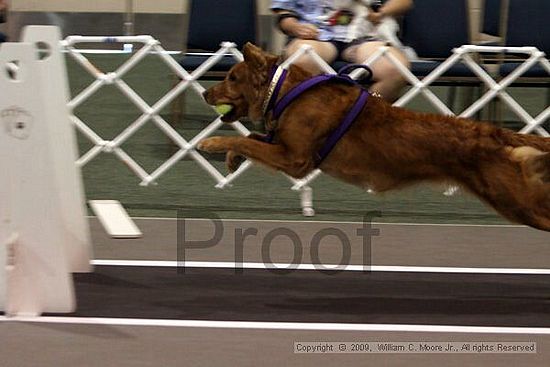 Dawg Derby Flyball Tournement<br />July 11, 2009<br />Classic Center<br />Athens, Ga