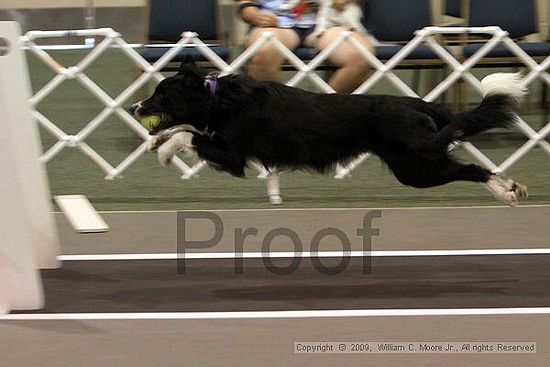 Dawg Derby Flyball Tournement<br />July 11, 2009<br />Classic Center<br />Athens, Ga