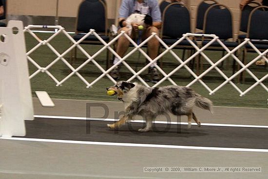 Dawg Derby Flyball Tournement<br />July 11, 2009<br />Classic Center<br />Athens, Ga