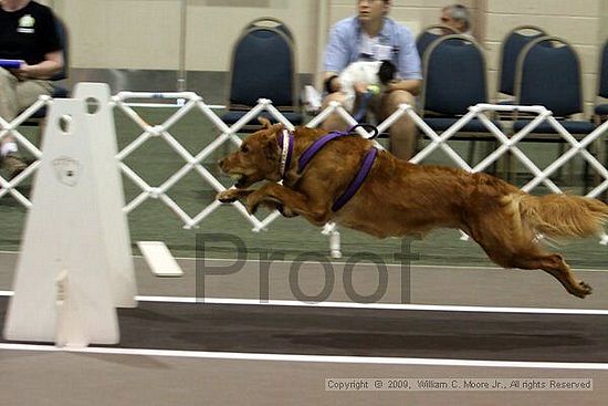 Dawg Derby Flyball Tournement<br />July 11, 2009<br />Classic Center<br />Athens, Ga