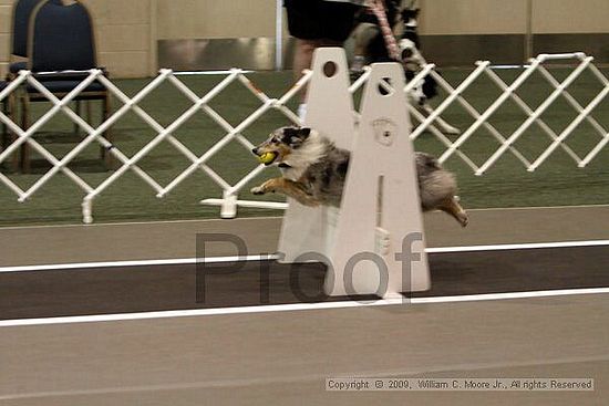 Dawg Derby Flyball Tournement<br />July 11, 2009<br />Classic Center<br />Athens, Ga