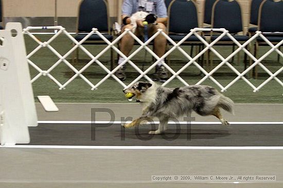 Dawg Derby Flyball Tournement<br />July 11, 2009<br />Classic Center<br />Athens, Ga