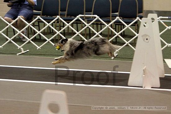 Dawg Derby Flyball Tournement<br />July 11, 2009<br />Classic Center<br />Athens, Ga