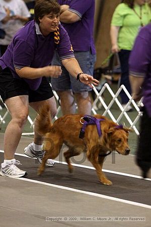 Dawg Derby Flyball Tournement<br />July 11, 2009<br />Classic Center<br />Athens, Ga