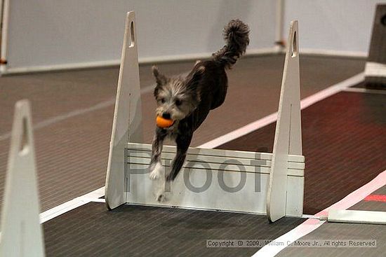 Dawg Derby Flyball Tournement<br />July 11, 2009<br />Classic Center<br />Athens, Ga