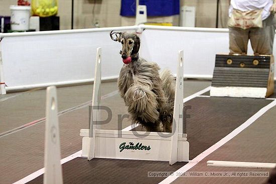 Dawg Derby Flyball Tournement<br />July 11, 2009<br />Classic Center<br />Athens, Ga