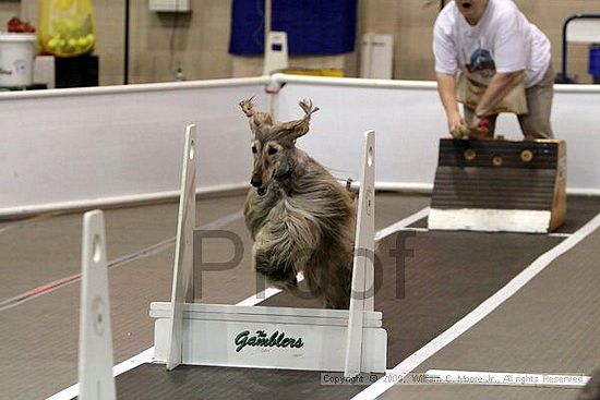 Dawg Derby Flyball Tournement<br />July 11, 2009<br />Classic Center<br />Athens, Ga