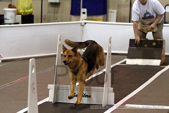 Dawg Derby Flyball Tournement<br />July 11, 2009<br />Classic Center<br />Athens, Ga