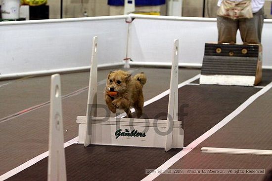 Dawg Derby Flyball Tournement<br />July 11, 2009<br />Classic Center<br />Athens, Ga