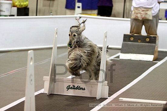 Dawg Derby Flyball Tournement<br />July 11, 2009<br />Classic Center<br />Athens, Ga