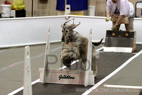 Dawg Derby Flyball Tournement<br />July 11, 2009<br />Classic Center<br />Athens, Ga