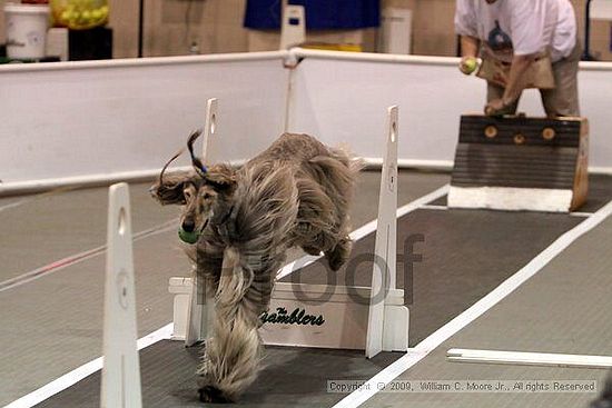 Dawg Derby Flyball Tournement<br />July 11, 2009<br />Classic Center<br />Athens, Ga