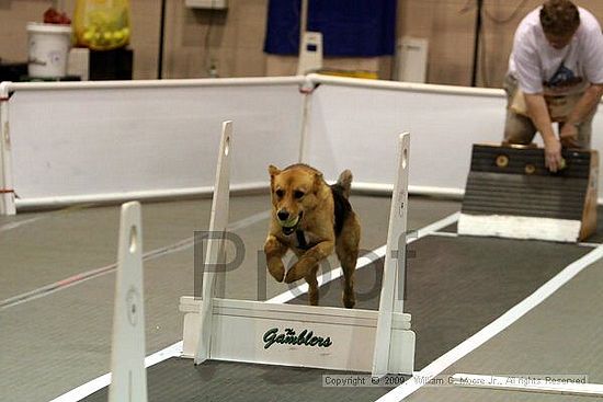 Dawg Derby Flyball Tournement<br />July 11, 2009<br />Classic Center<br />Athens, Ga