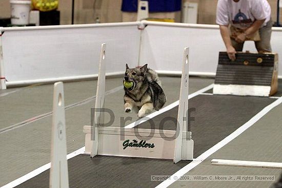 Dawg Derby Flyball Tournement<br />July 11, 2009<br />Classic Center<br />Athens, Ga