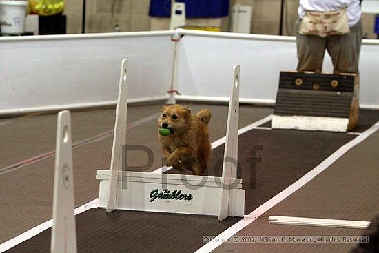 Dawg Derby Flyball Tournement<br />July 11, 2009<br />Classic Center<br />Athens, Ga