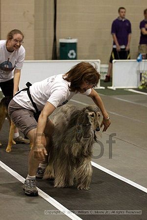 Dawg Derby Flyball Tournement<br />July 11, 2009<br />Classic Center<br />Athens, Ga