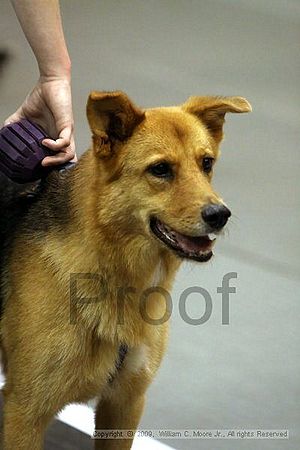 Dawg Derby Flyball Tournement<br />July 11, 2009<br />Classic Center<br />Athens, Ga