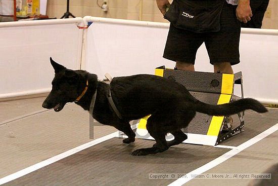 Dawg Derby Flyball Tournement<br />July 11, 2009<br />Classic Center<br />Athens, Ga