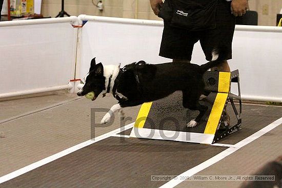 Dawg Derby Flyball Tournement<br />July 11, 2009<br />Classic Center<br />Athens, Ga