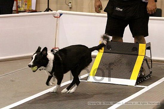 Dawg Derby Flyball Tournement<br />July 11, 2009<br />Classic Center<br />Athens, Ga