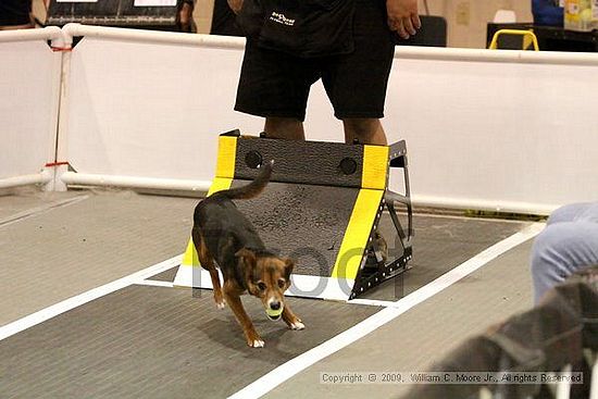 Dawg Derby Flyball Tournement<br />July 11, 2009<br />Classic Center<br />Athens, Ga