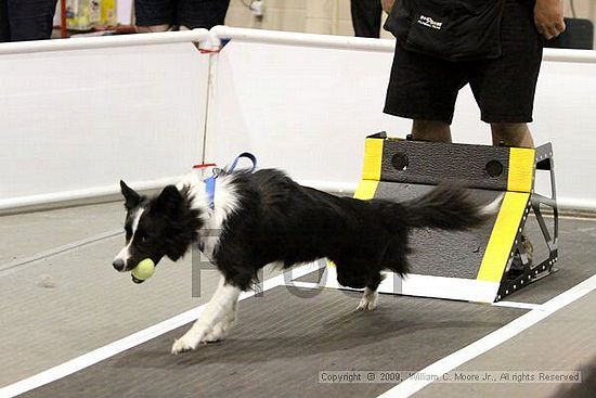 Dawg Derby Flyball Tournement<br />July 11, 2009<br />Classic Center<br />Athens, Ga