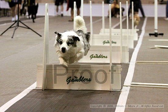 Dawg Derby Flyball Tournement<br />July 11, 2009<br />Classic Center<br />Athens, Ga