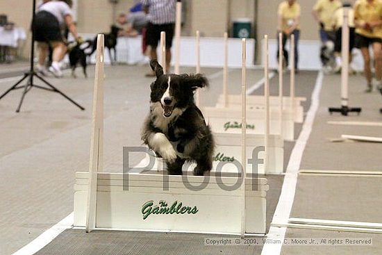 Dawg Derby Flyball Tournement<br />July 11, 2009<br />Classic Center<br />Athens, Ga