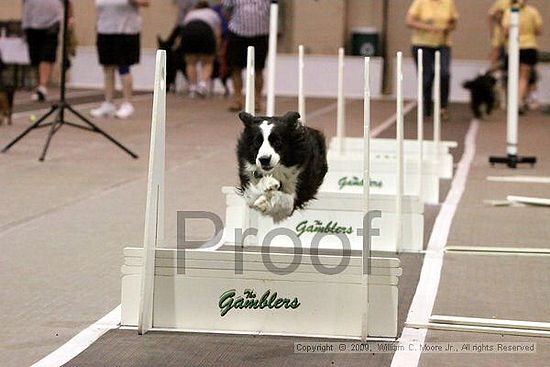 Dawg Derby Flyball Tournement<br />July 11, 2009<br />Classic Center<br />Athens, Ga