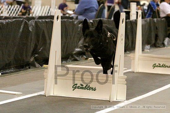 Dawg Derby Flyball Tournement<br />July 11, 2009<br />Classic Center<br />Athens, Ga