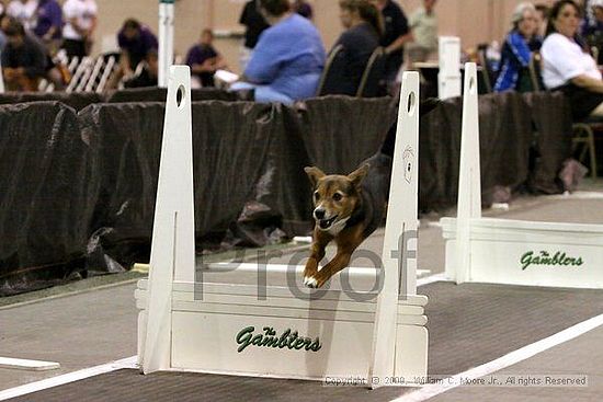 Dawg Derby Flyball Tournement<br />July 11, 2009<br />Classic Center<br />Athens, Ga