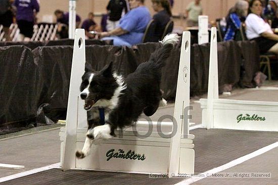 Dawg Derby Flyball Tournement<br />July 11, 2009<br />Classic Center<br />Athens, Ga