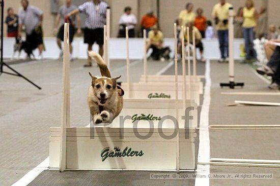 Dawg Derby Flyball Tournement<br />July 11, 2009<br />Classic Center<br />Athens, Ga