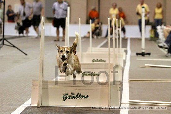 Dawg Derby Flyball Tournement<br />July 11, 2009<br />Classic Center<br />Athens, Ga