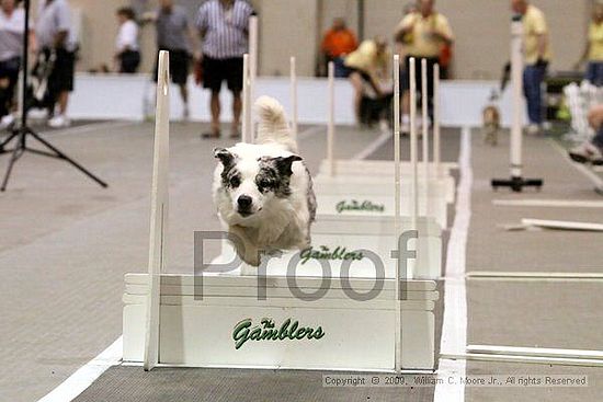 Dawg Derby Flyball Tournement<br />July 11, 2009<br />Classic Center<br />Athens, Ga