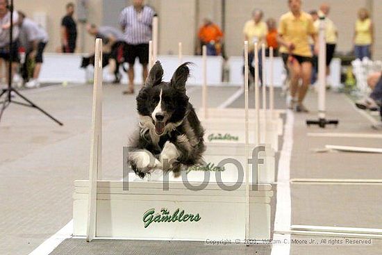 Dawg Derby Flyball Tournement<br />July 11, 2009<br />Classic Center<br />Athens, Ga