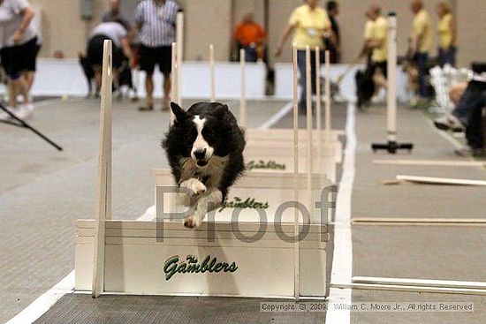 Dawg Derby Flyball Tournement<br />July 11, 2009<br />Classic Center<br />Athens, Ga