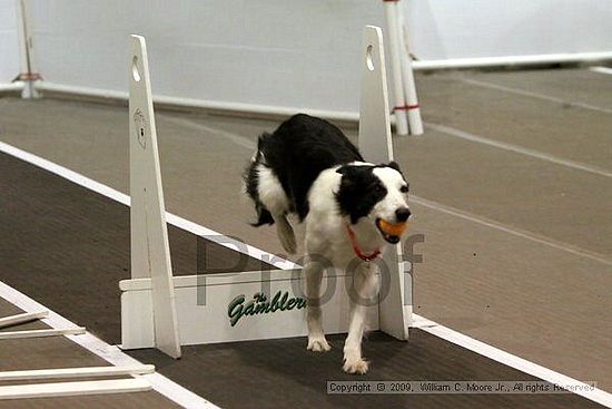 Dawg Derby Flyball Tournement<br />July 11, 2009<br />Classic Center<br />Athens, Ga