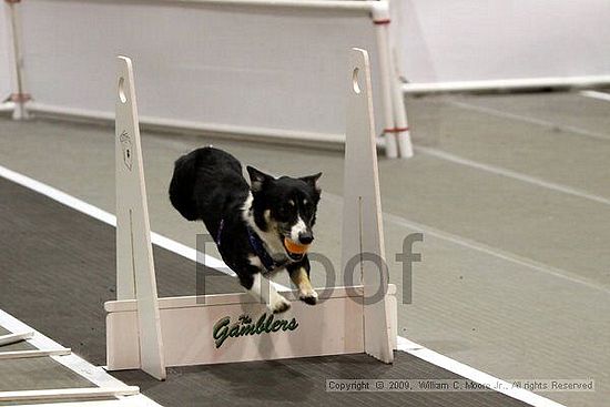 Dawg Derby Flyball Tournement<br />July 11, 2009<br />Classic Center<br />Athens, Ga