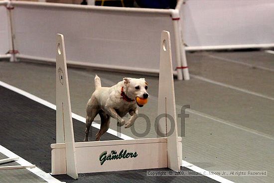 Dawg Derby Flyball Tournement<br />July 11, 2009<br />Classic Center<br />Athens, Ga