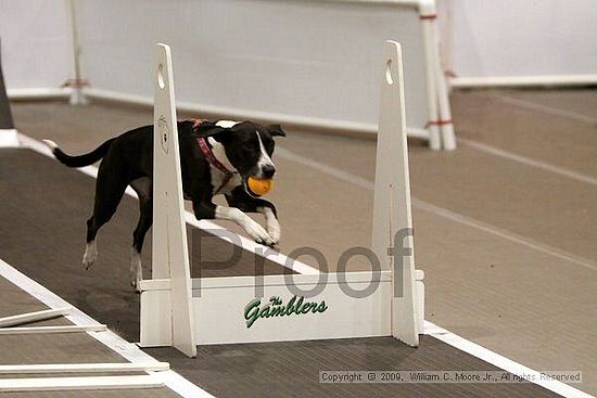 Dawg Derby Flyball Tournement<br />July 11, 2009<br />Classic Center<br />Athens, Ga