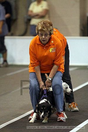 Dawg Derby Flyball Tournement<br />July 11, 2009<br />Classic Center<br />Athens, Ga