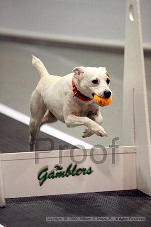 Dawg Derby Flyball Tournement<br />July 11, 2009<br />Classic Center<br />Athens, Ga