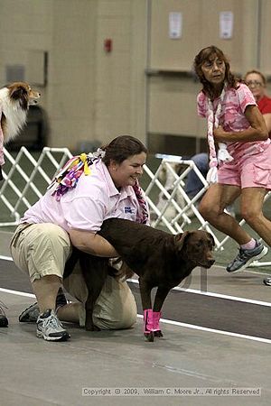 Dawg Derby Flyball Tournement<br />July 11, 2009<br />Classic Center<br />Athens, Ga