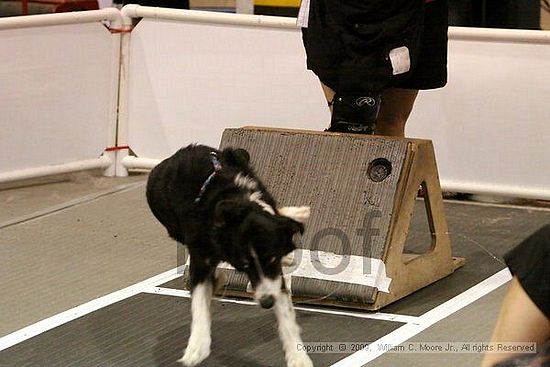 Dawg Derby Flyball Tournement<br />July 11, 2009<br />Classic Center<br />Athens, Ga