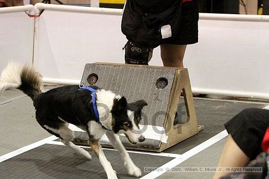 Dawg Derby Flyball Tournement<br />July 11, 2009<br />Classic Center<br />Athens, Ga