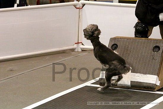 Dawg Derby Flyball Tournement<br />July 11, 2009<br />Classic Center<br />Athens, Ga