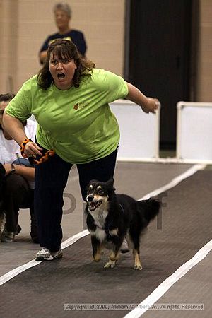 Dawg Derby Flyball Tournement<br />July 11, 2009<br />Classic Center<br />Athens, Ga