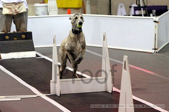 Dawg Derby Flyball Tournement<br />July 11, 2009<br />Classic Center<br />Athens, Ga